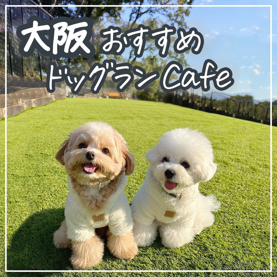 大阪おすすめドッグランCafe