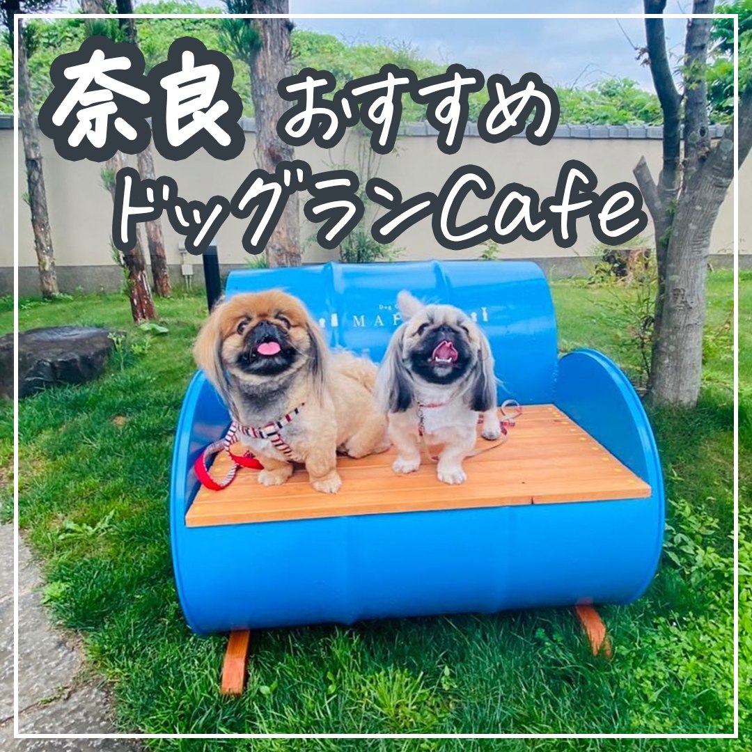 奈良 おすすめドッグランCafe