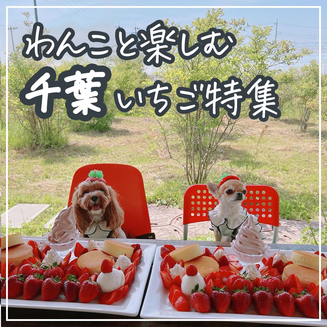 わんこと楽しむ千葉いちご特集
