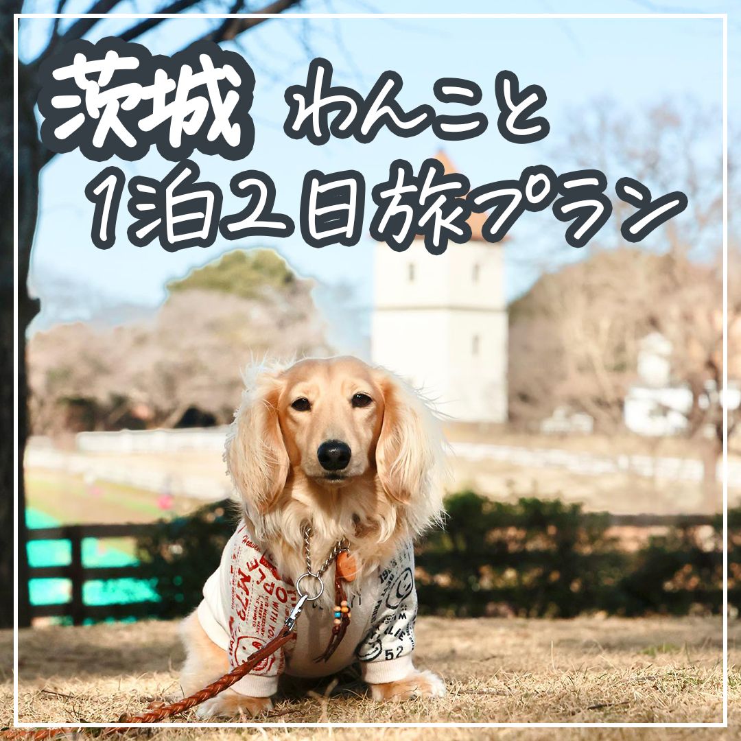 茨城わんこと1泊2日 旅プラン
