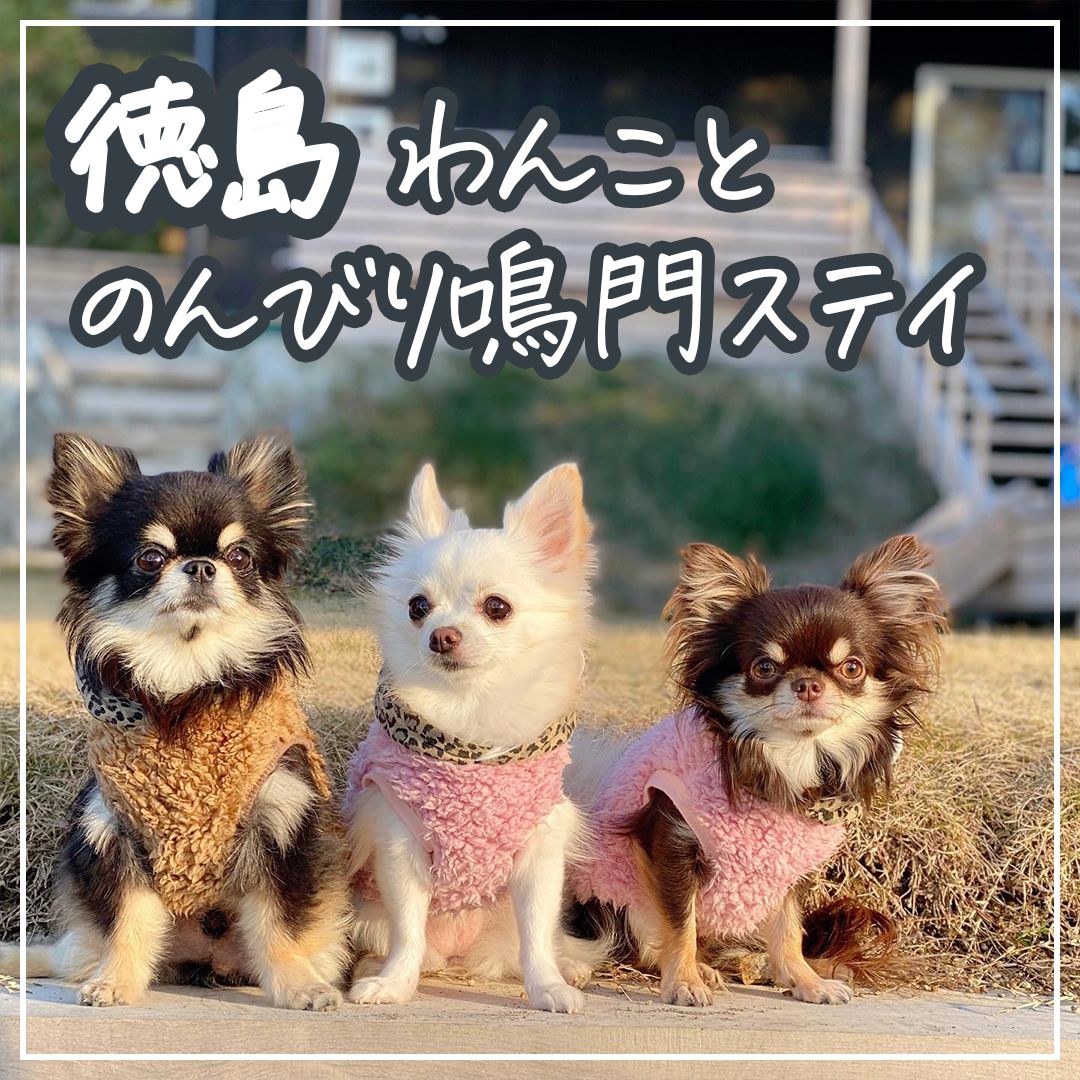 徳島 わんことのんびり鳴門ステイ