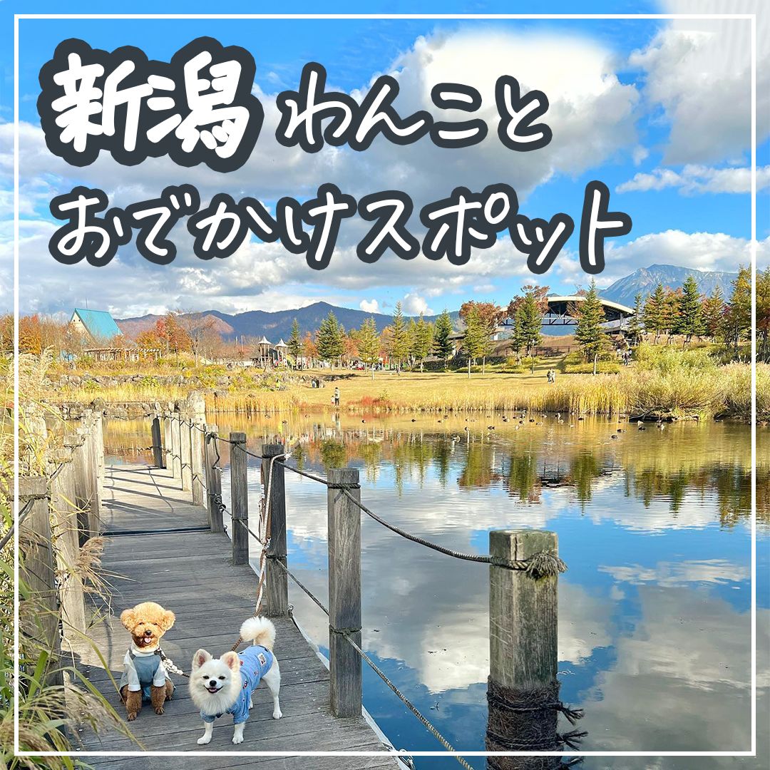 新潟わんことおでかけスポット