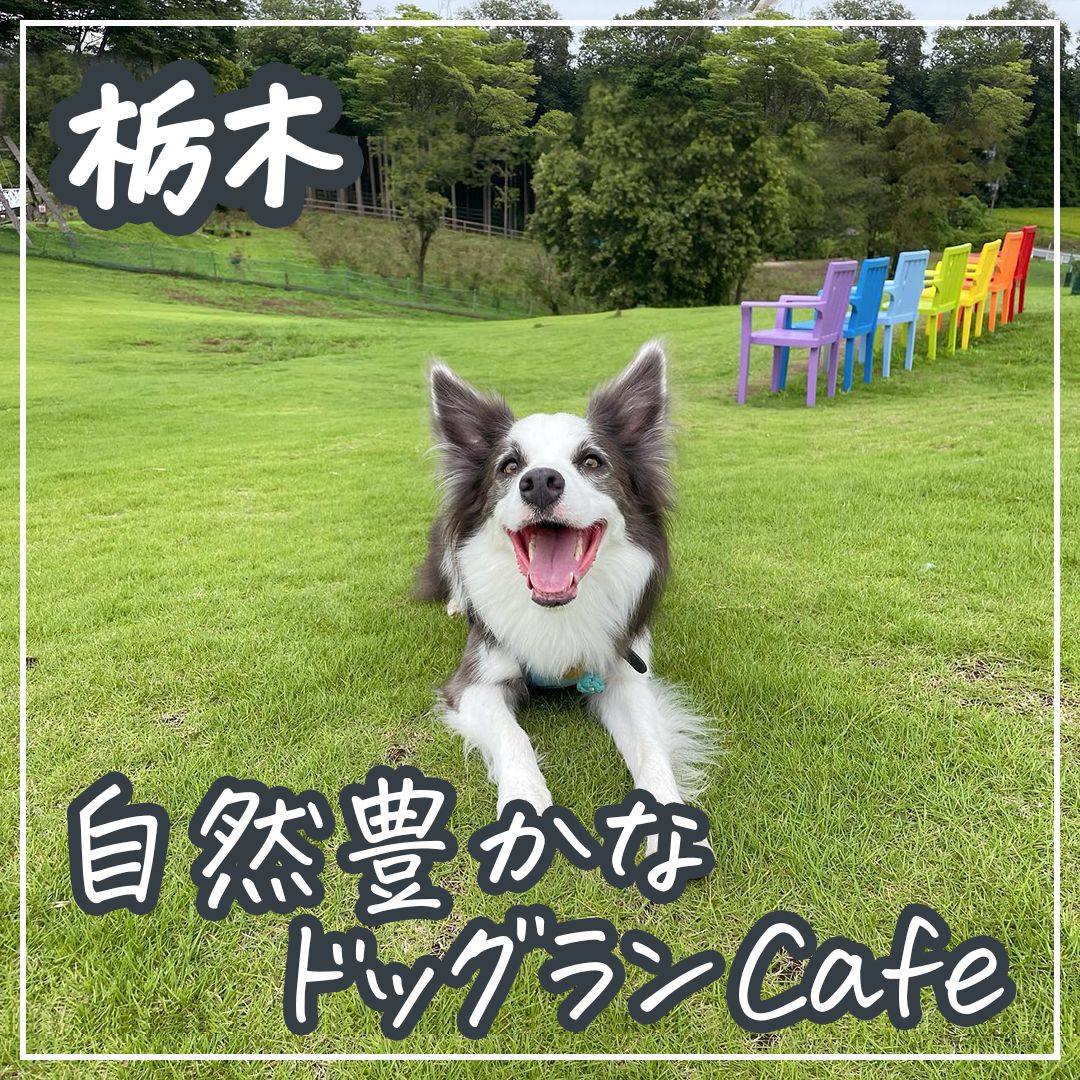 栃木 自然豊かなドッグランCafe