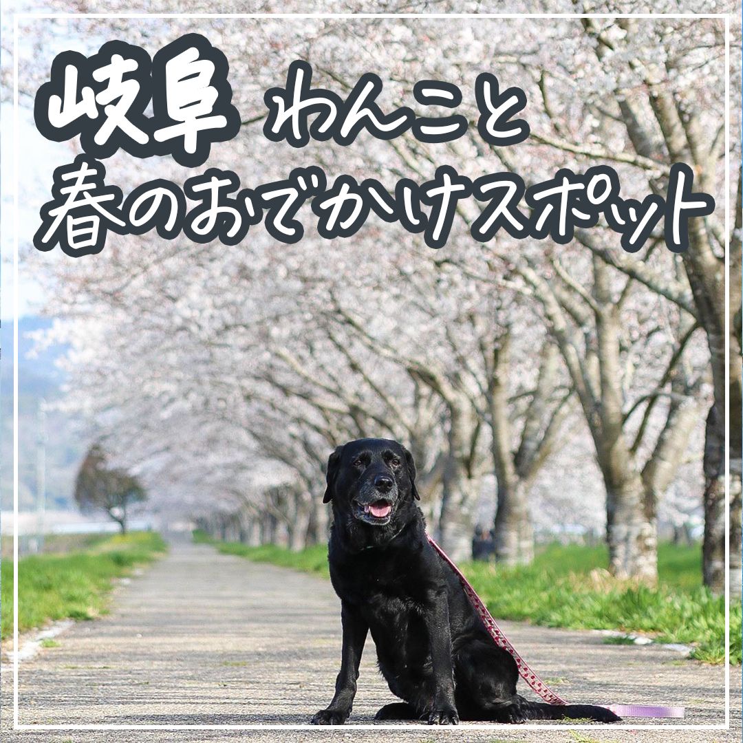 岐阜わんこと春のおでかけスポット