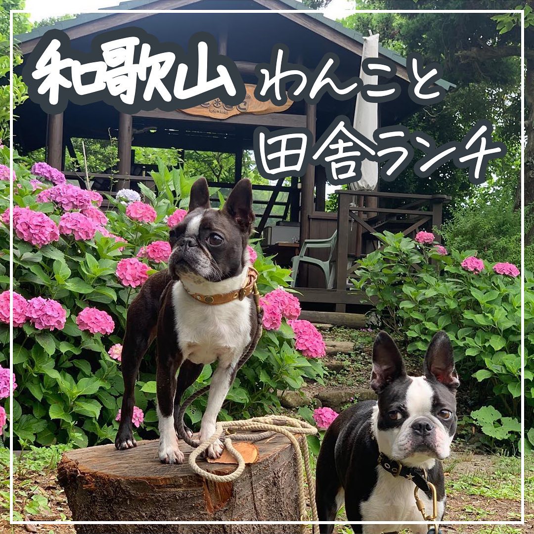 和歌山 わんこと田舎ランチ