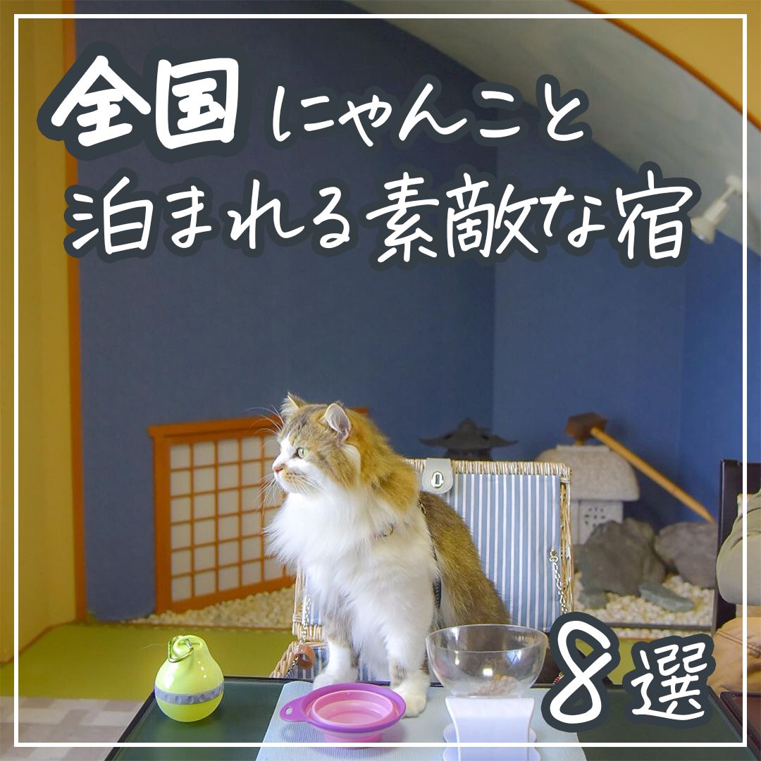 全国 にゃんこと泊まれる素敵な宿　8選