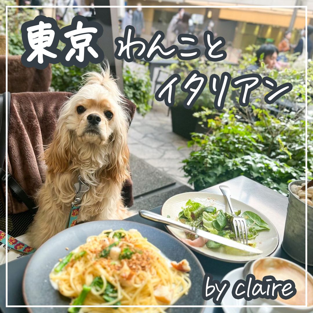 東京 わんことイタリアン