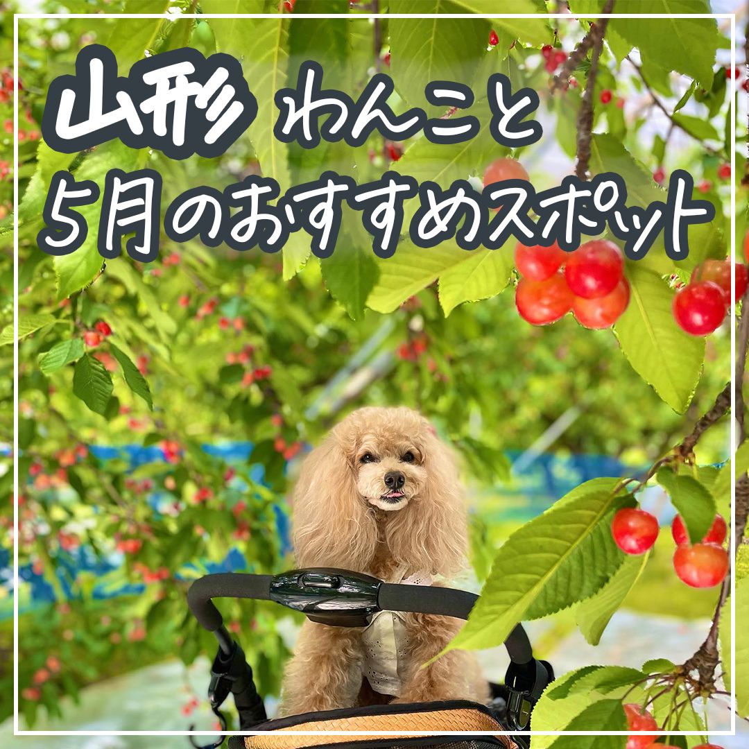 山形 わんこと５月のおすすめスポット