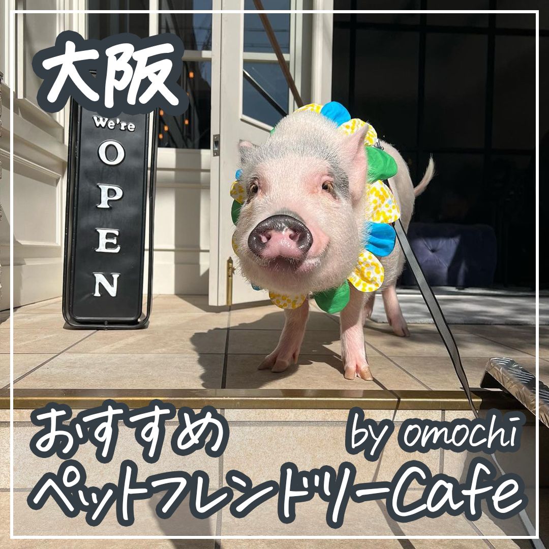 大阪 おすすめペットフレンドリーCafe