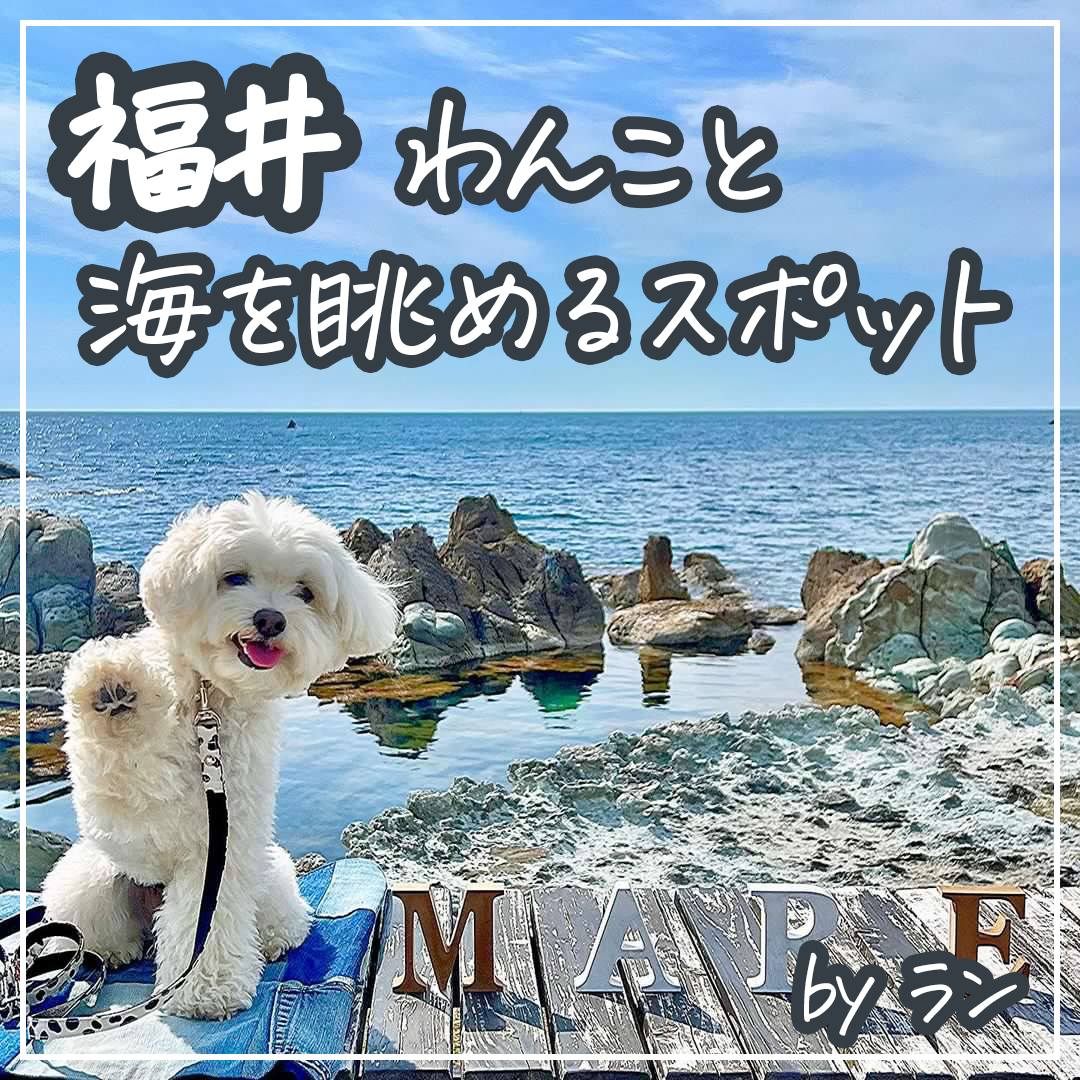 福井 わんこと海を眺めるスポット