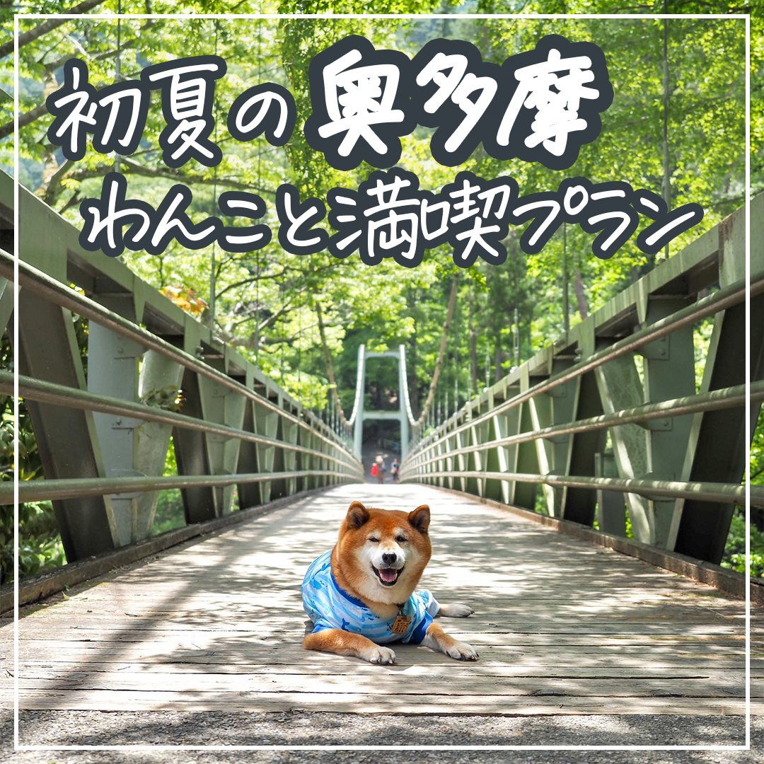 初夏の奥多摩 わんこと満喫プラン