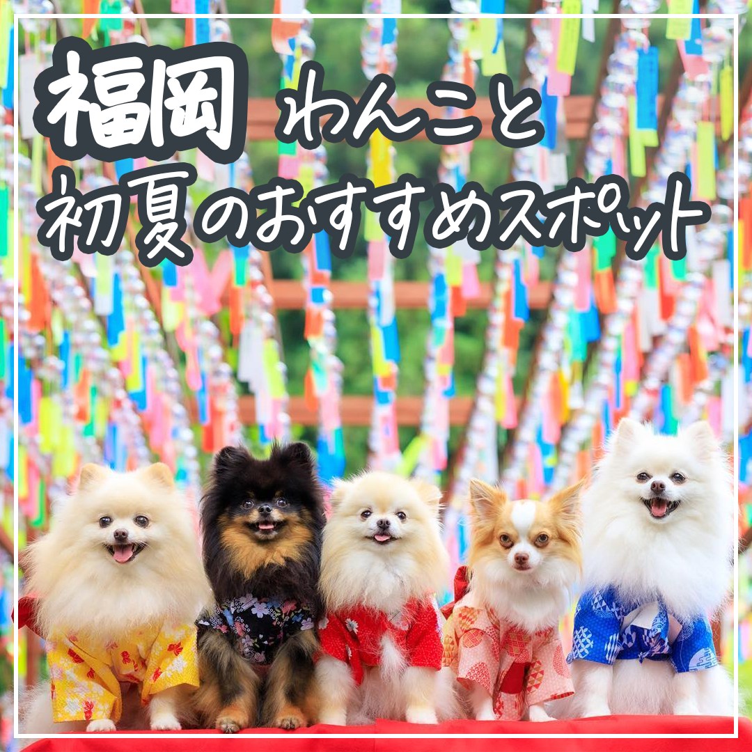 福岡 わんこと初夏おすすめスポット