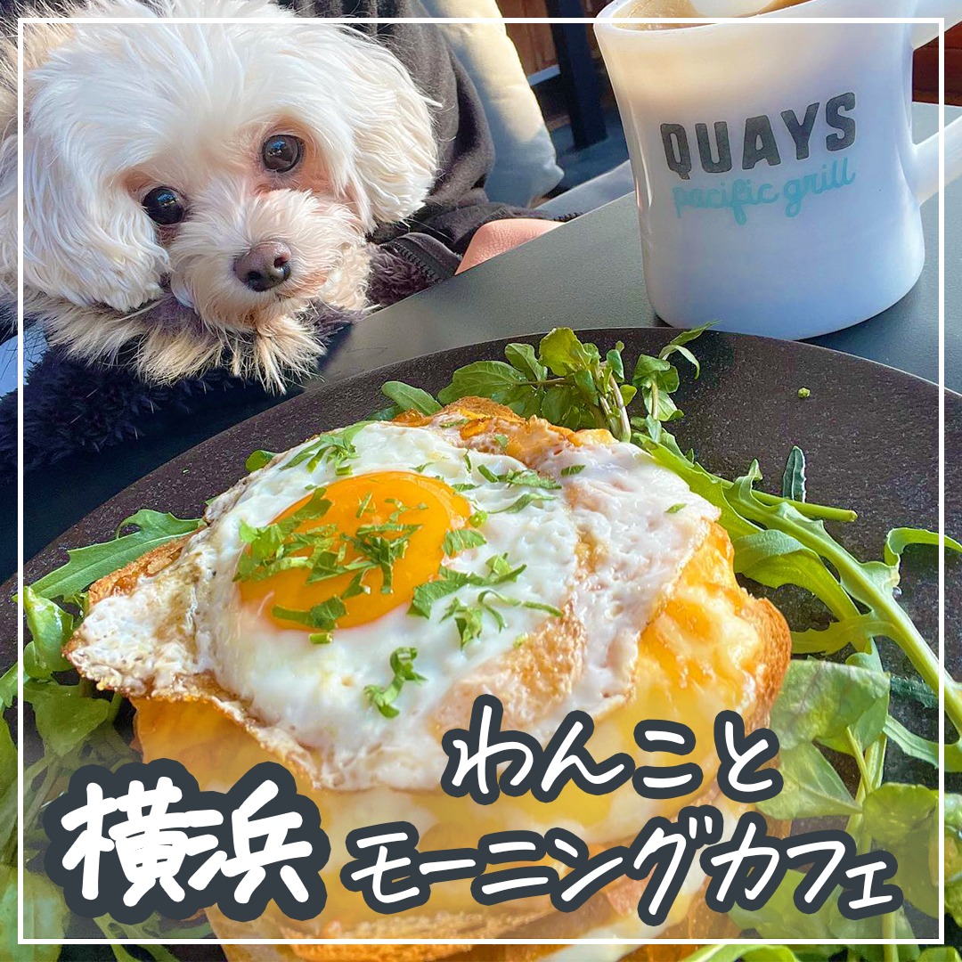 横浜 わんことモーニングカフェ