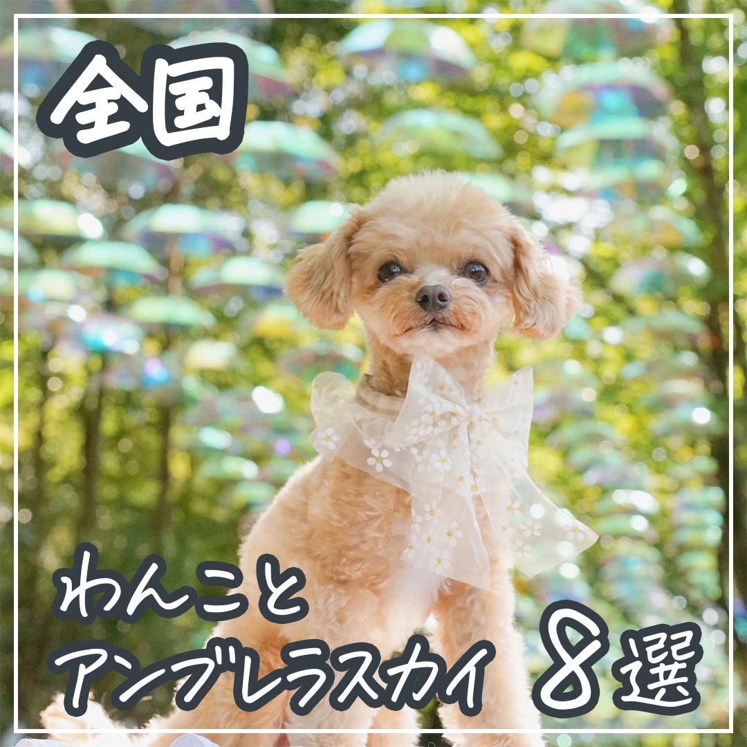 全国 わんことアンブレラスカイ ８選