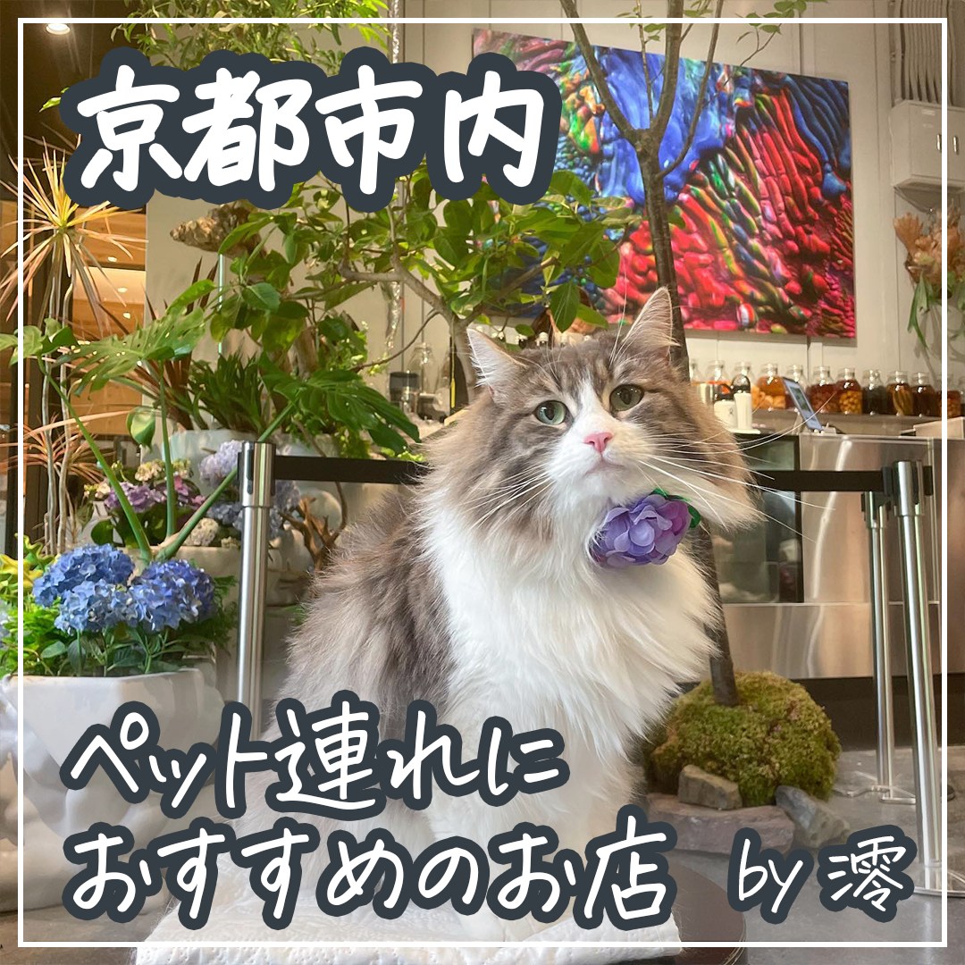 京都市内 ペット連れにおすすめのお店