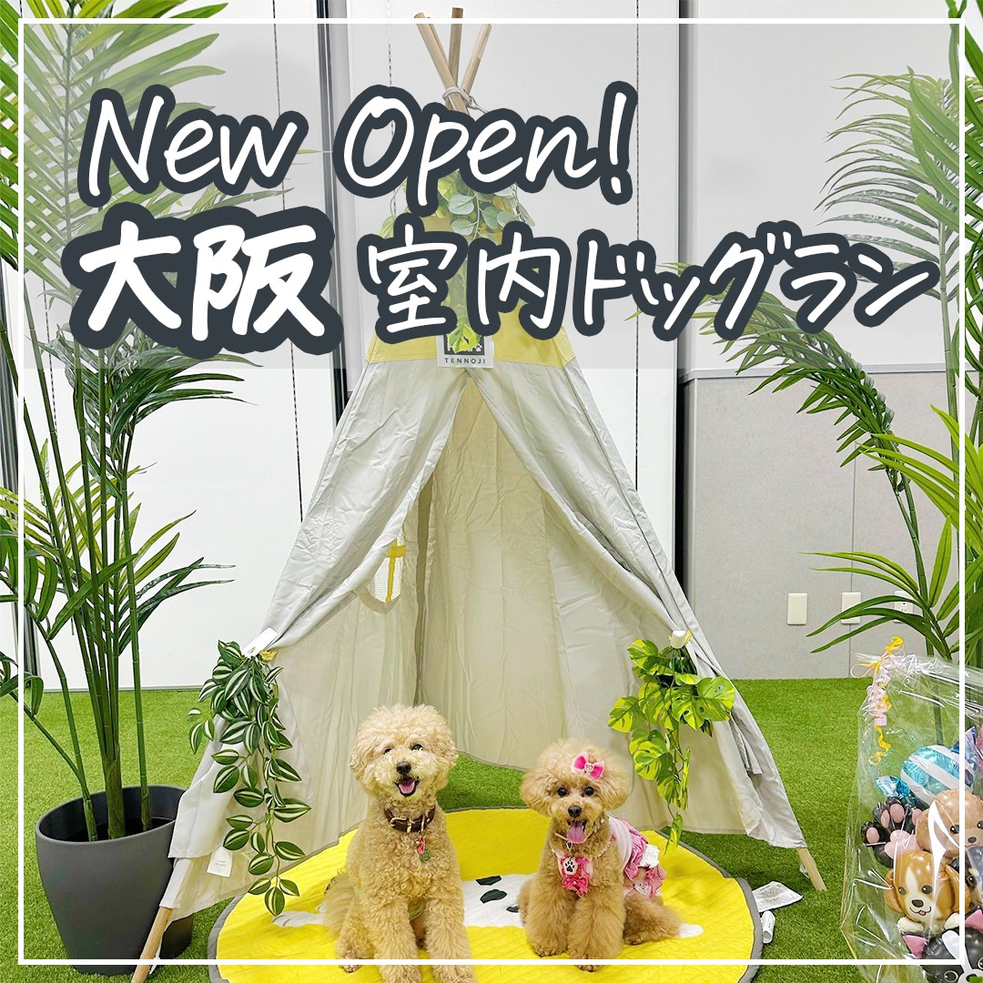 NEWOPEN! 大阪 室内ドッグラン！
