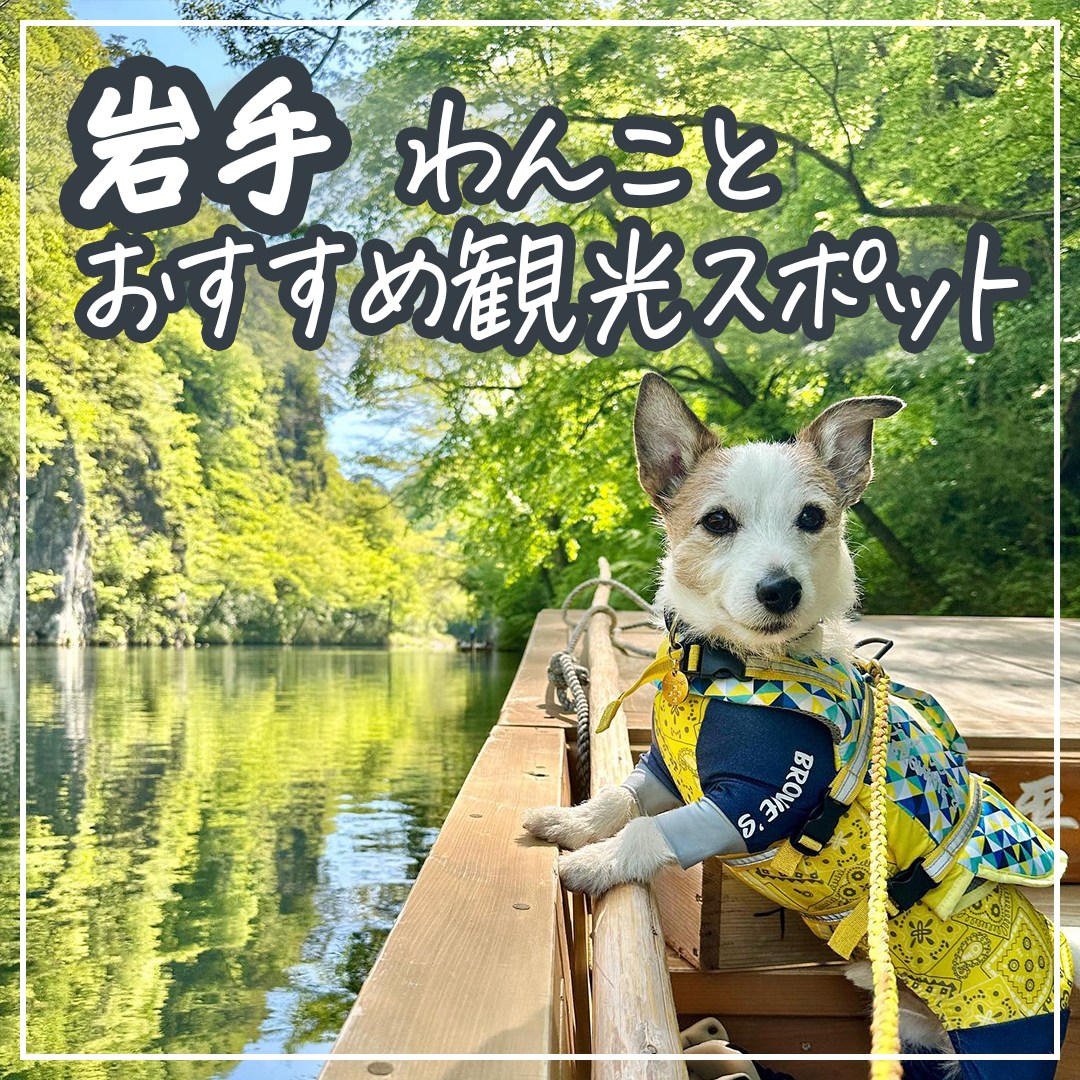 岩手わんことおすすめスポット