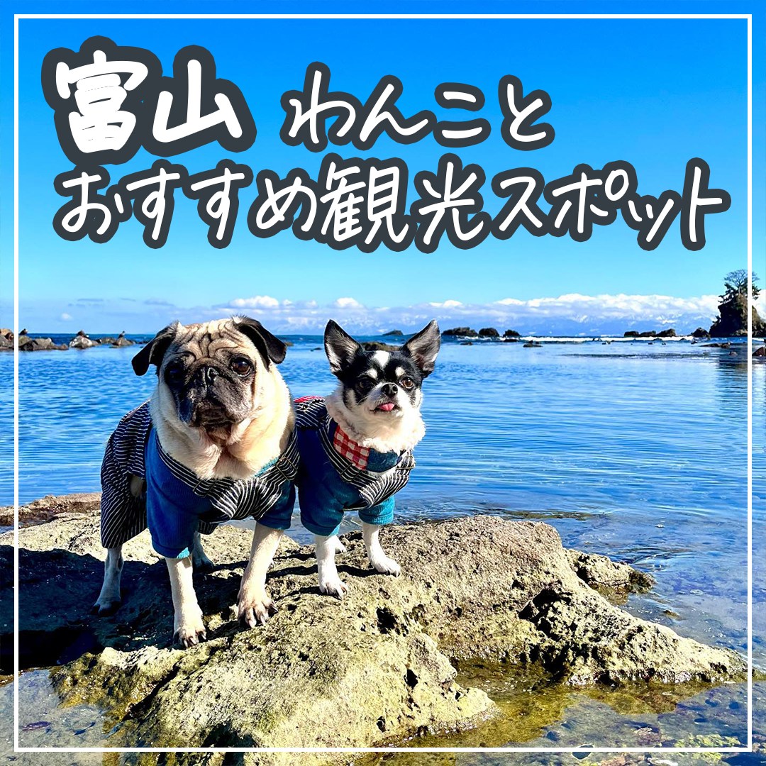 富山 わんことおすすめスポット