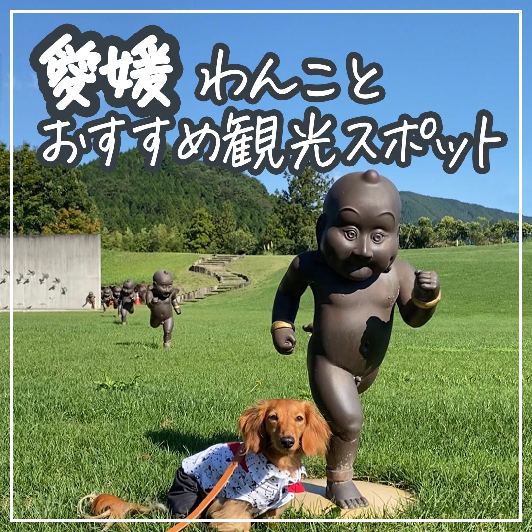 愛媛 わんことおすすめ観光スポット