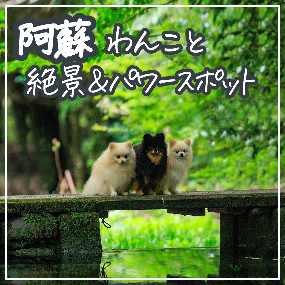阿蘇 わんこと絶景＆パワースポット