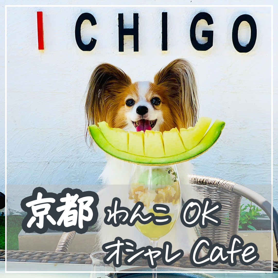 京都 わんこOKオシャレCafé ６選