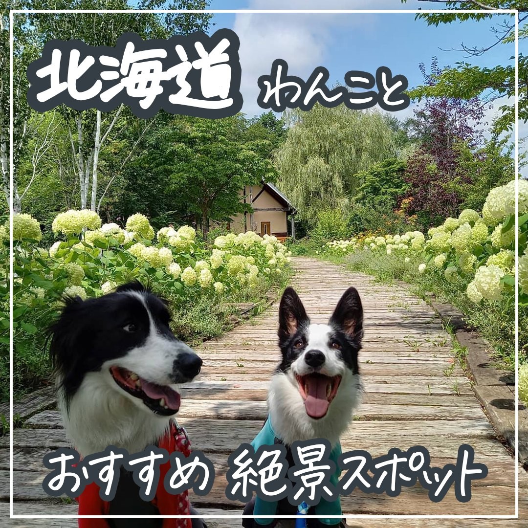 わんこと北海道 おすすめ絶景スポット