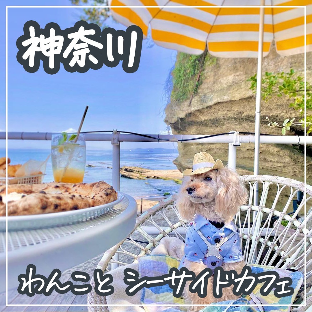 わんこと神奈川シーサイドカフェ