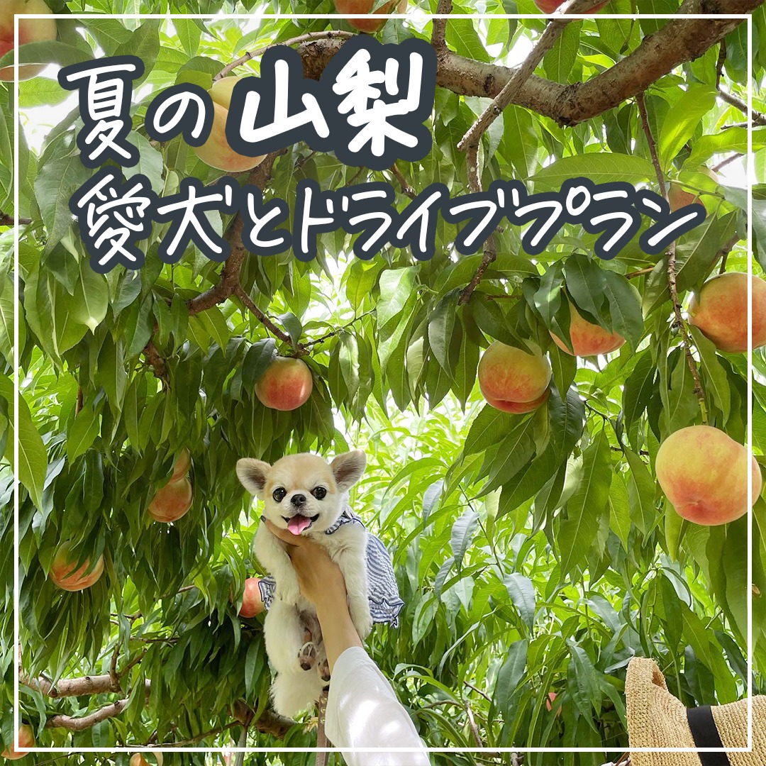 夏の山梨 愛犬とドライブプラン
