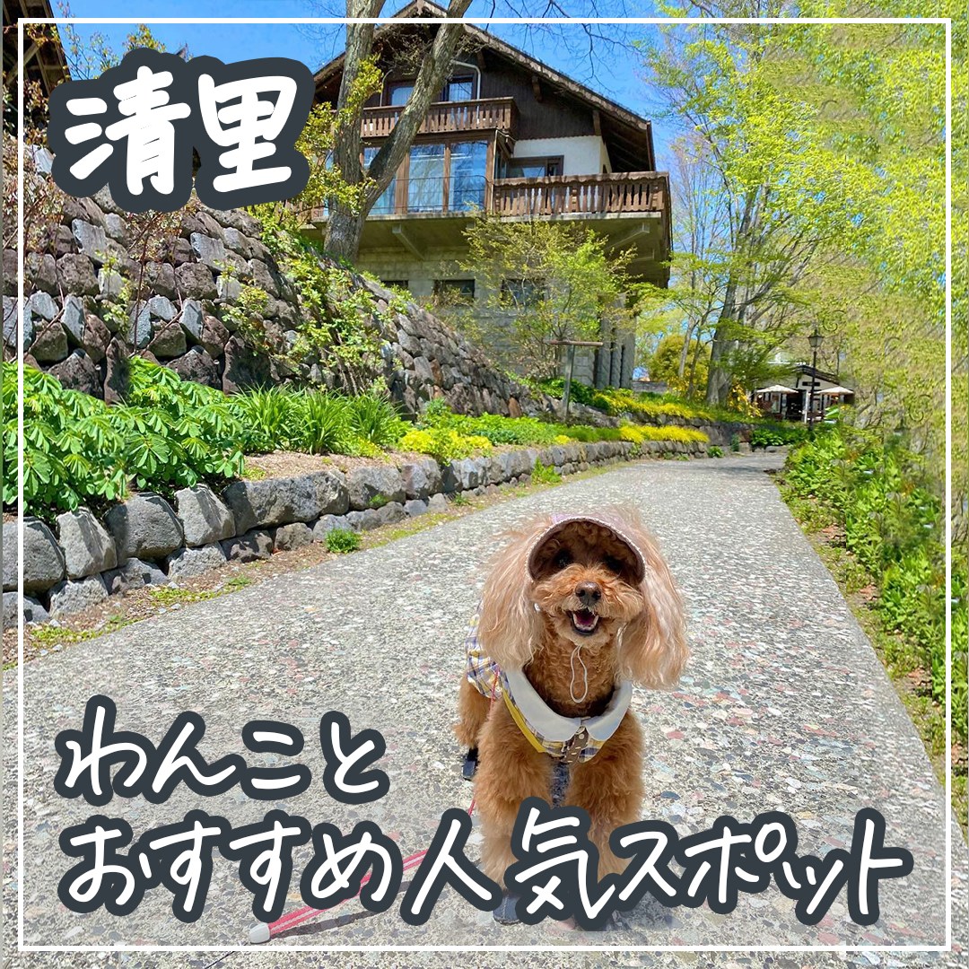 清里 わんことおすすめ人気スポット