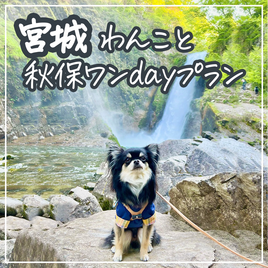 宮城 わんこと秋保ワンdayプラン
