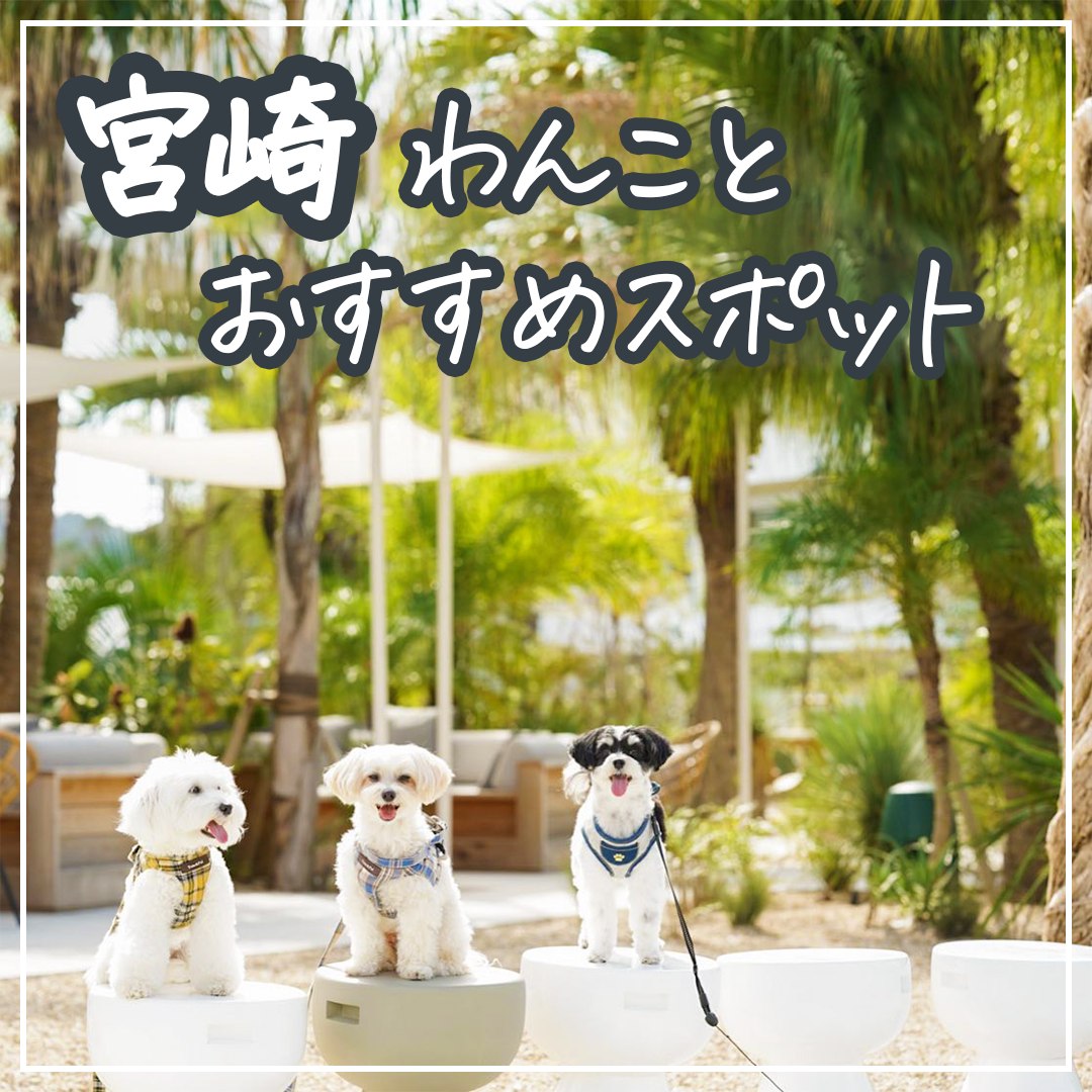 宮崎わんことおすすめスポット
