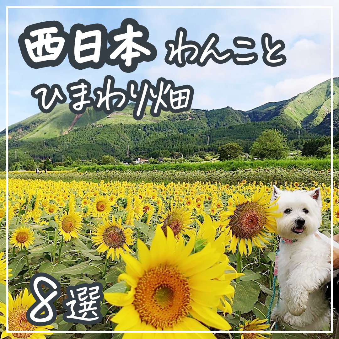 西日本 わんことひまわり畑 8選