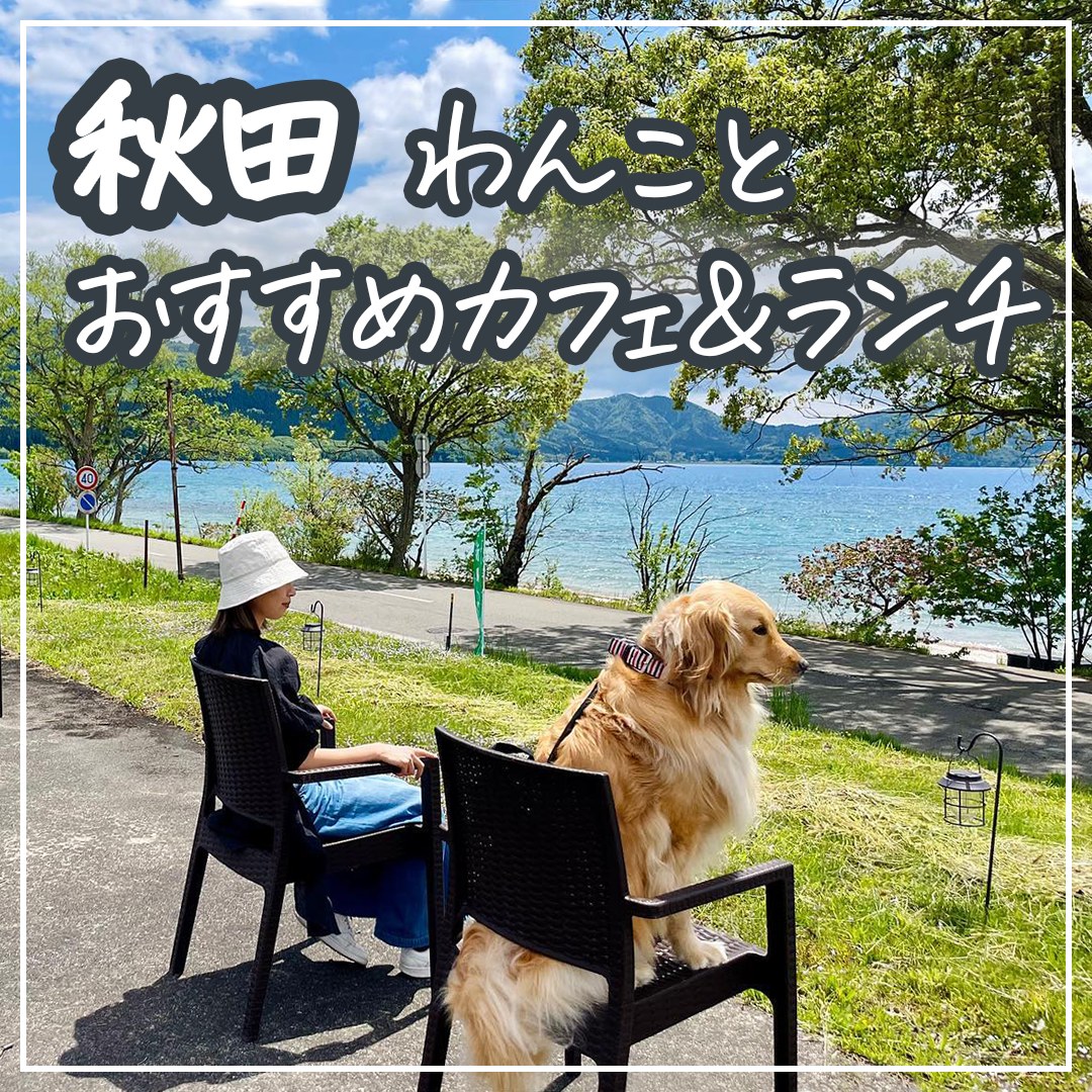 秋田 わんことおすすめカフェ＆ランチ