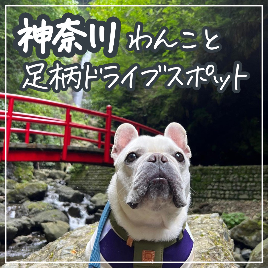 神奈川 わんこと足柄ドライブスポット