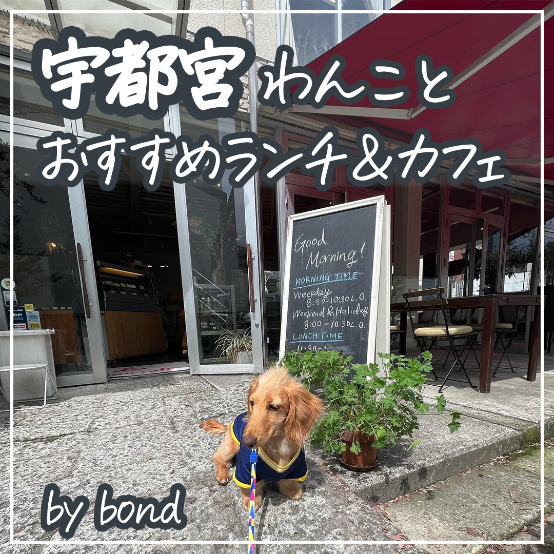 宇都宮 わんことおすすめランチ＆カフェ