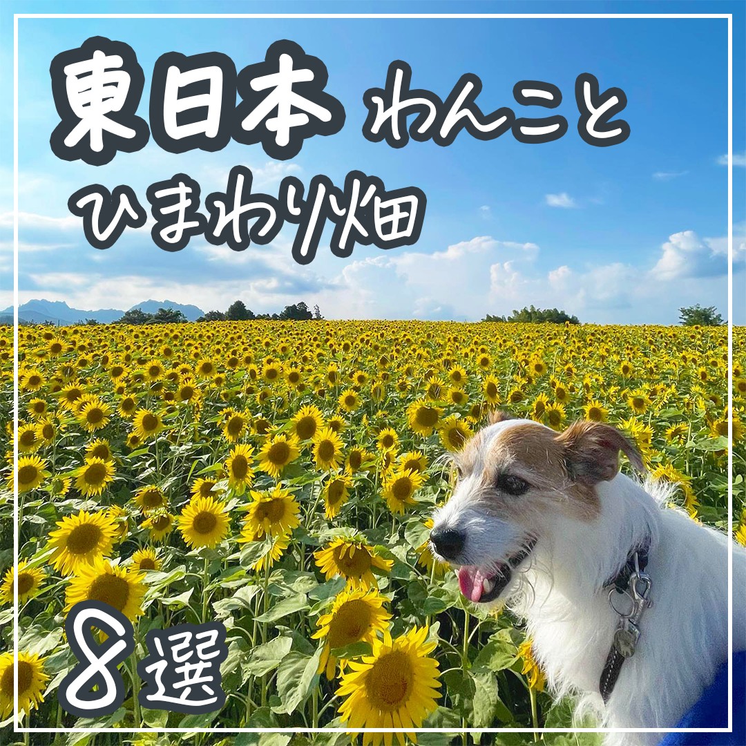 東日本 わんことひまわり畑 8選