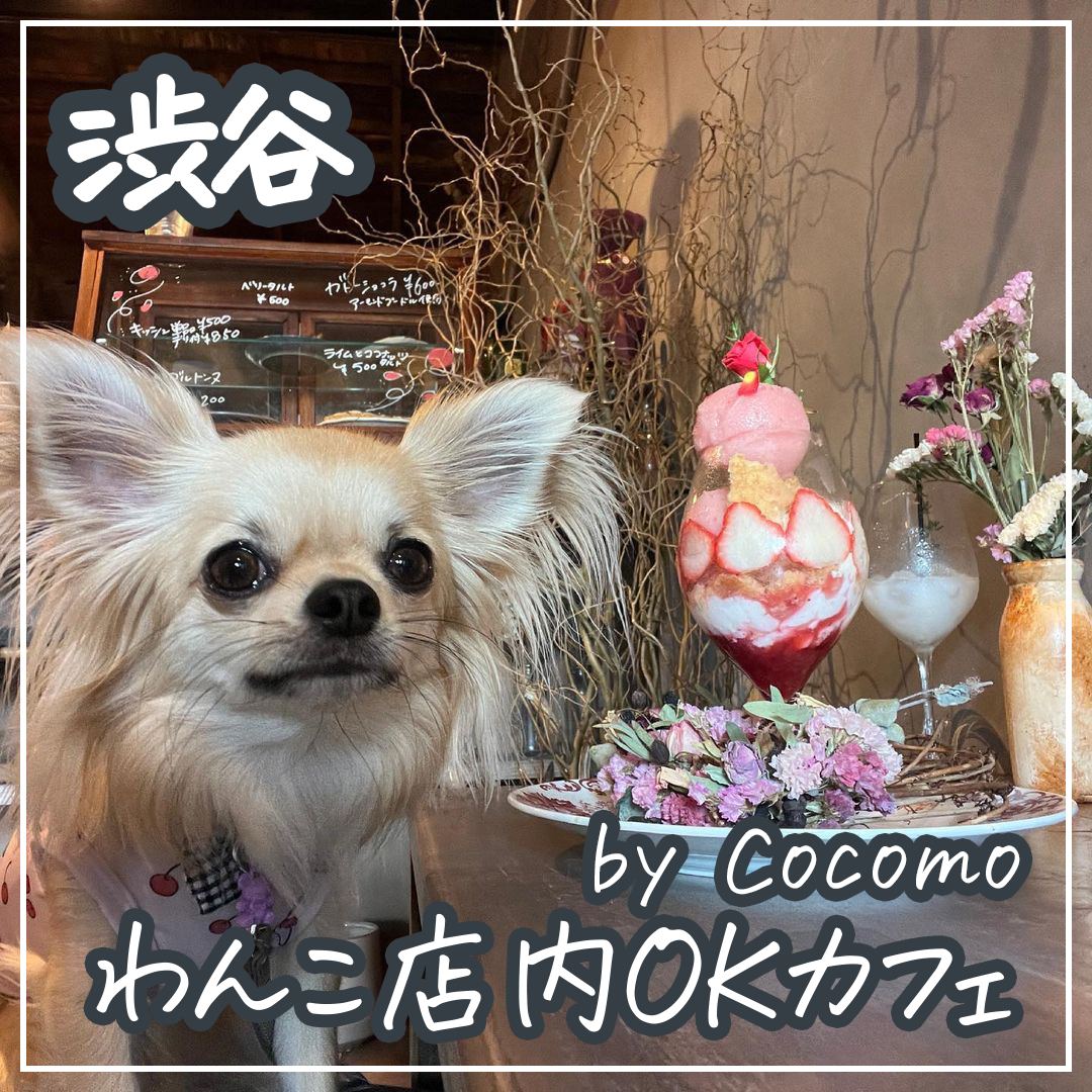 渋谷 わんこ店内OKカフェ