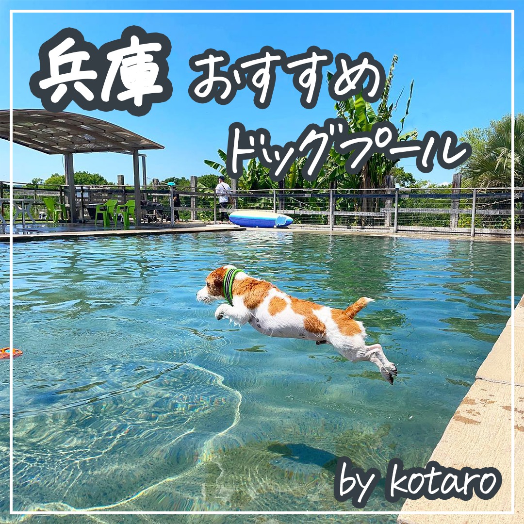 兵庫 おすすめドッグプール