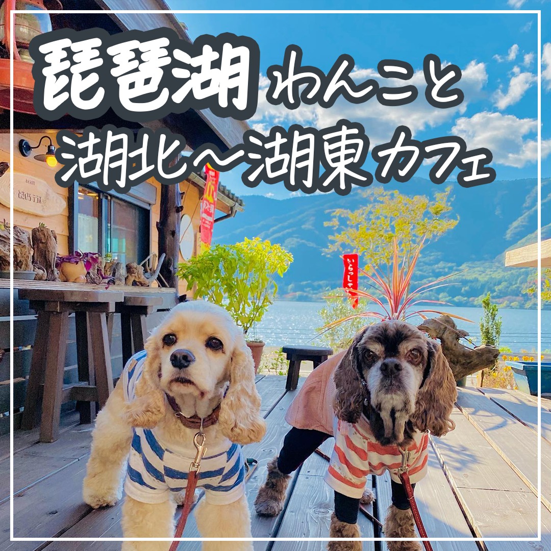 琵琶湖 わんこと湖北〜湖東カフェ