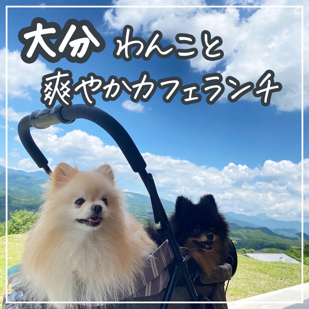 大分 わんこと爽やかカフェランチ