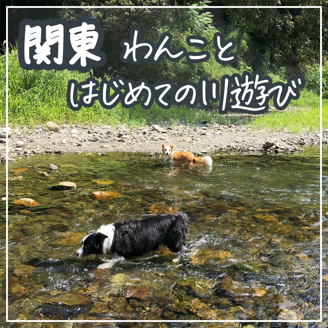 関東 わんことはじめての川遊び