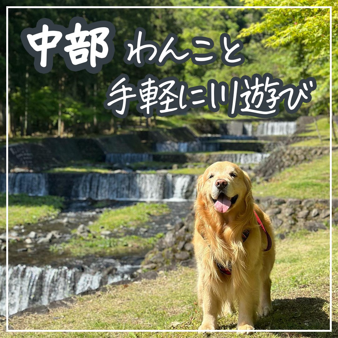 中部わんこと手軽に川遊び
