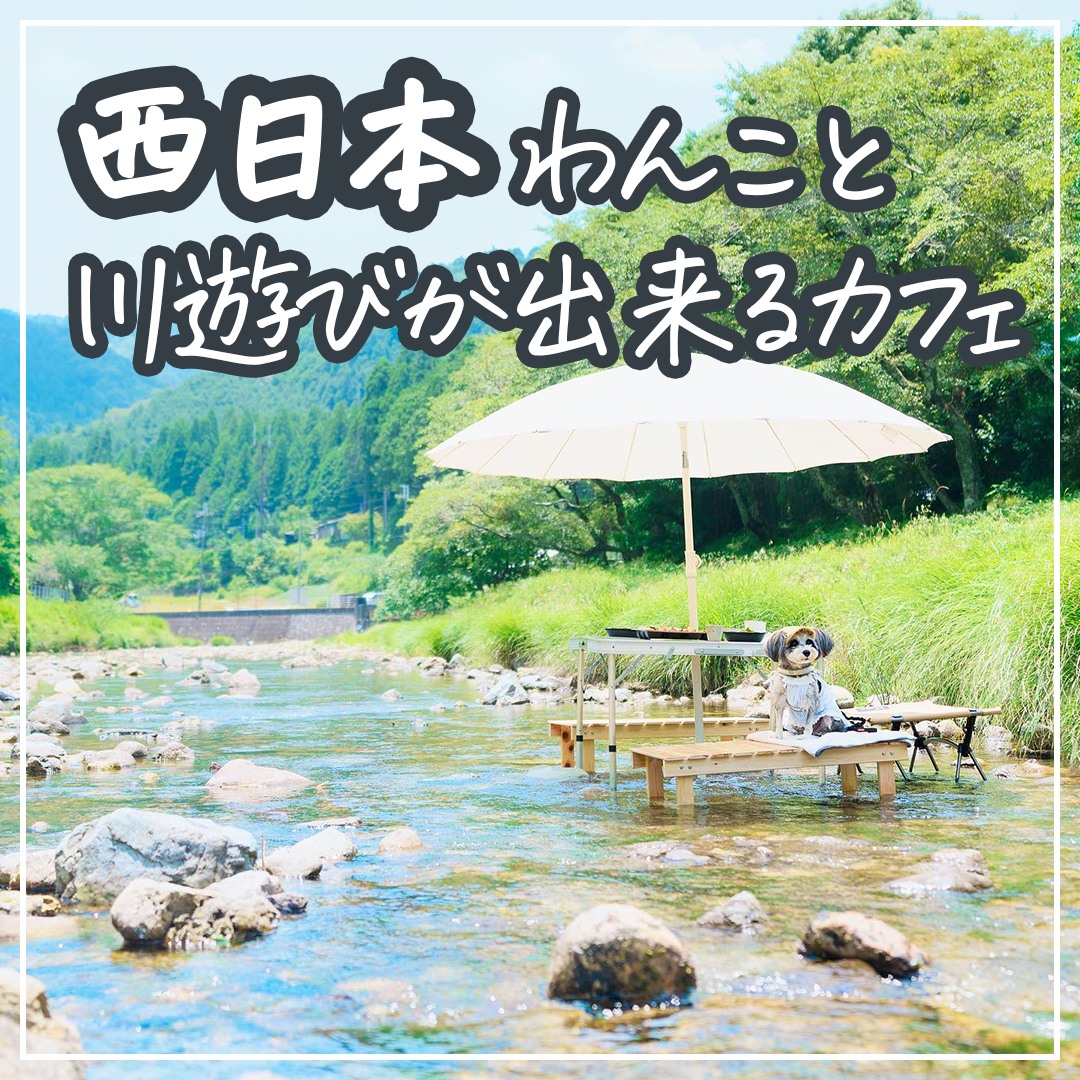 西日本わんこと川遊びカフェ