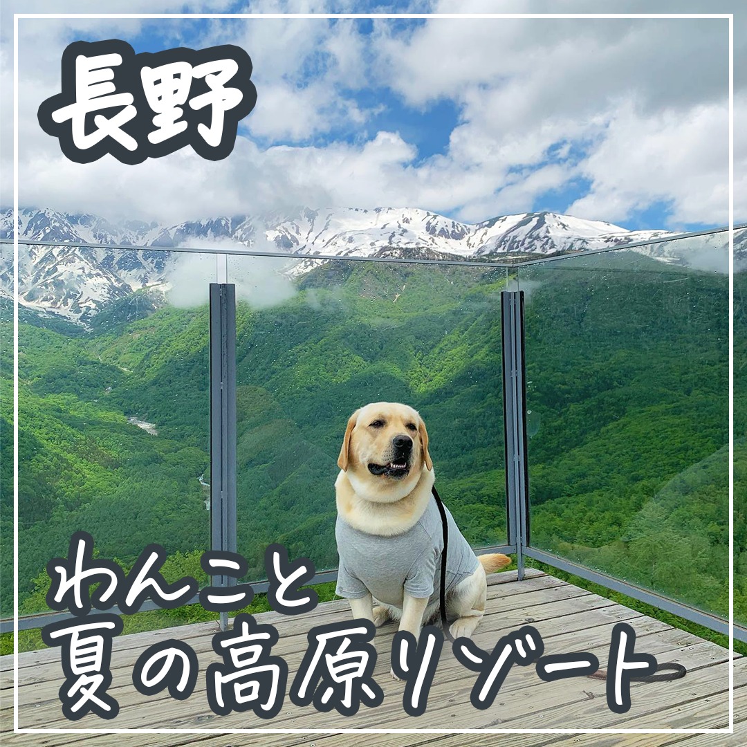 長野 わんこと夏の高原リゾート