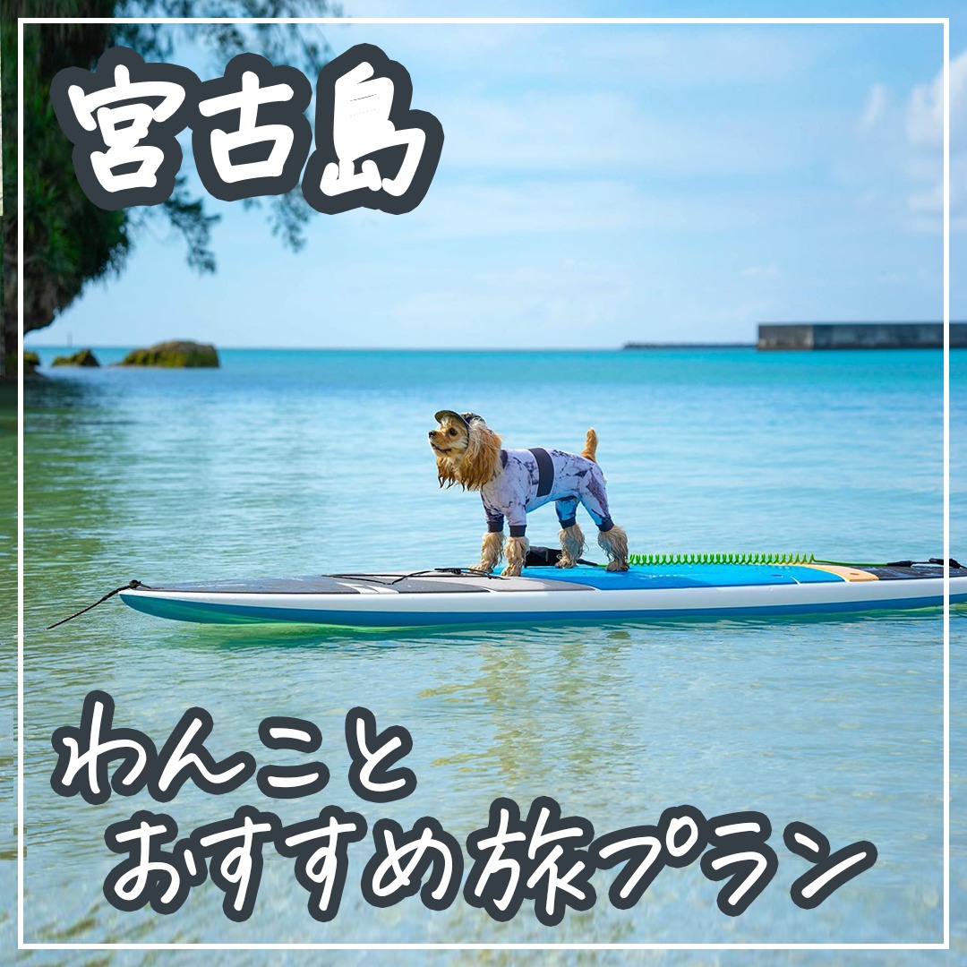 宮古島わんことおすすめ旅プラン