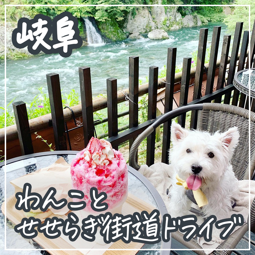 岐阜わんことせせらぎ街道ドライブ