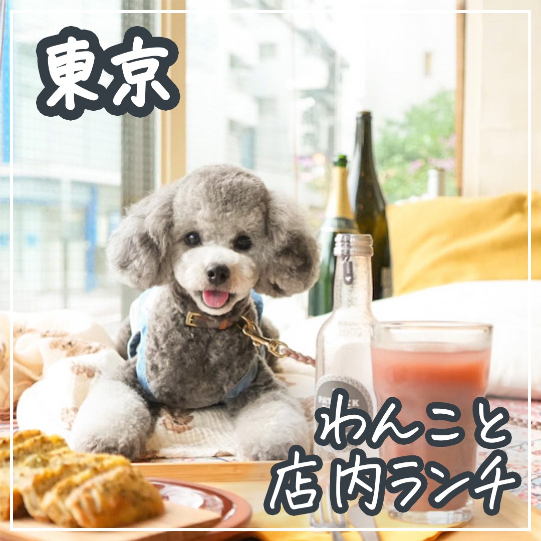 東京 わんこと店内ランチ