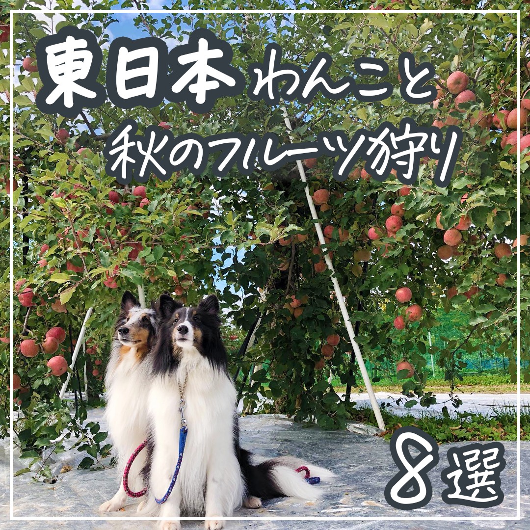 東日本 わんこと秋のフルーツ狩り 8選