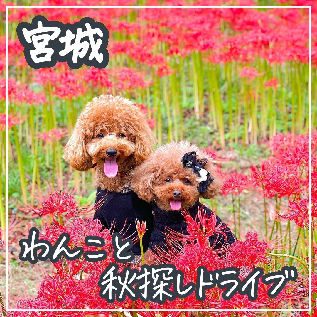 宮城 わんこと秋探しドライブ