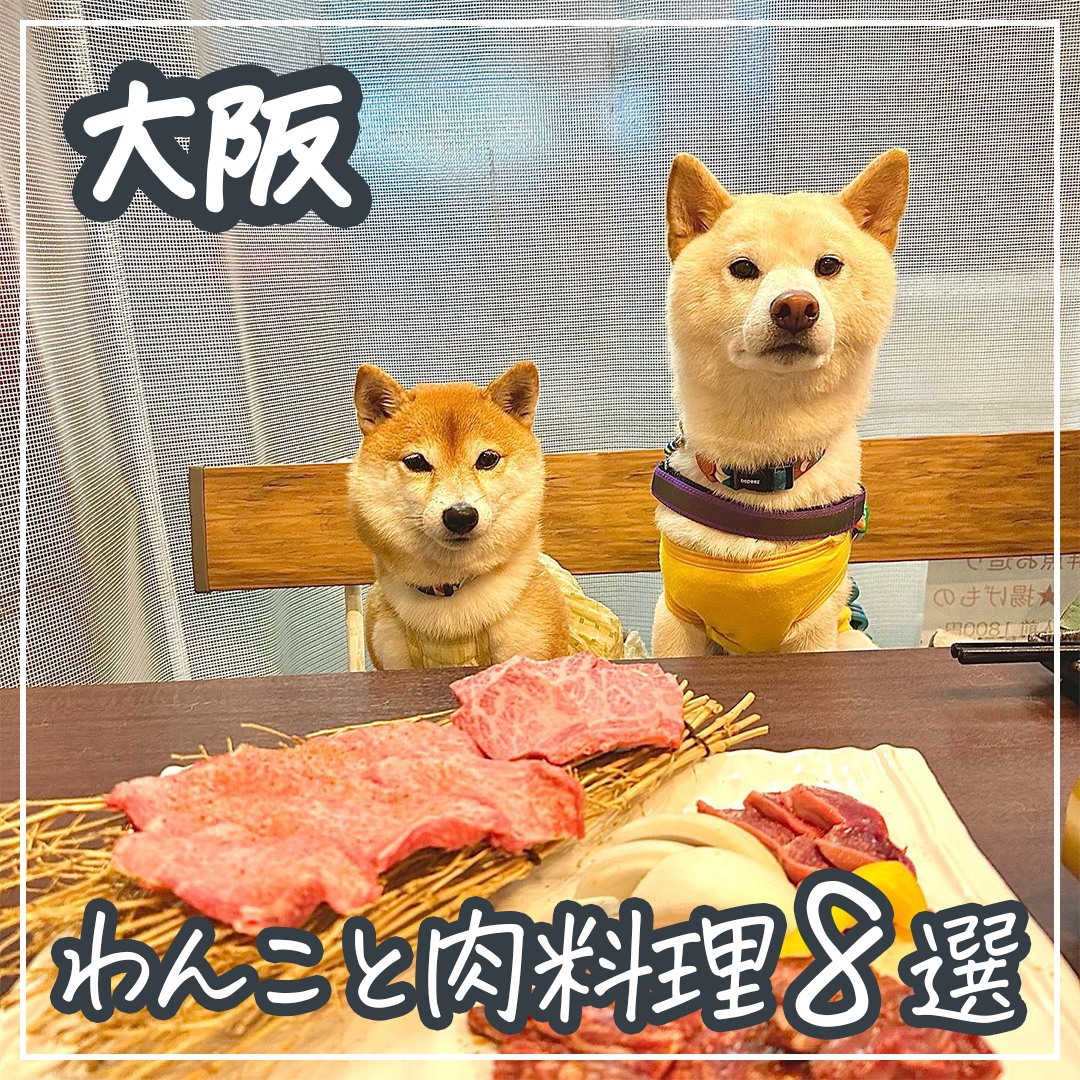 大阪 わんこと肉料理 8選
